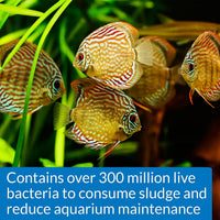 STRESS ZYME Freshwater and Saltwater Aquarium - BIG FRENCHIES