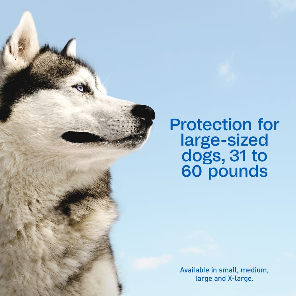 Adams Complete Indoor & Outdoor Flea Treatment System for Large Dogs 31–60 lbs Bundle