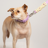 Waterproof Dog Collar - BIG FRENCHIES
