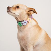 Waterproof Dog Collar - BIG FRENCHIES