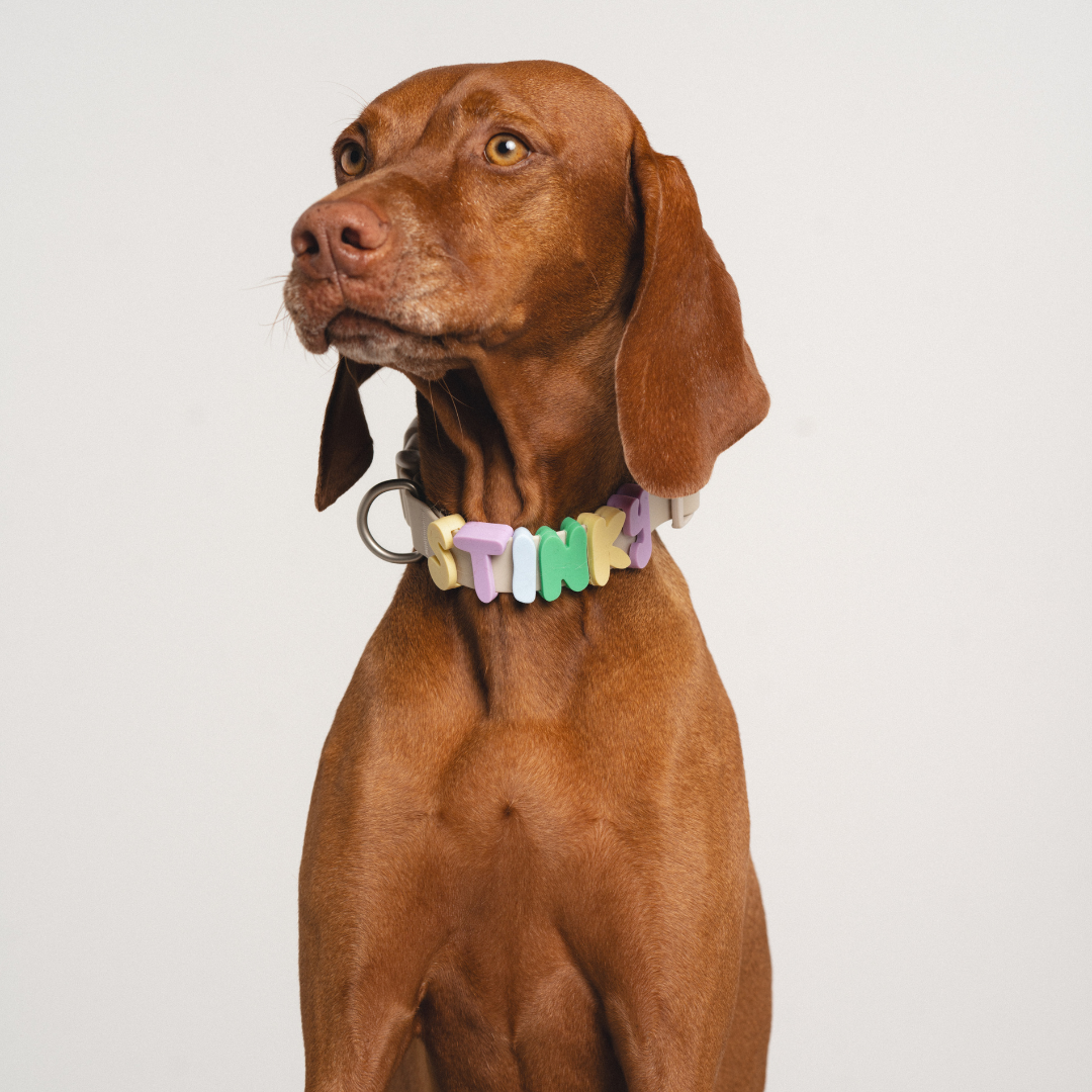 Waterproof Dog Collar - BIG FRENCHIES