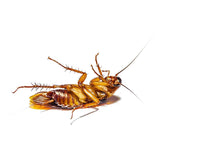 Enforcer Roach Ridd with Boric Acid 16 oz Roach Ant Silverfish Killer Powder