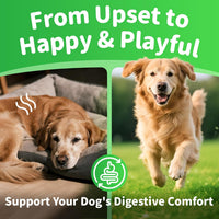 Dog Probiotics Digestive Enzymes,Pumpkin Fiber Chews For Gut Health, Constipation Upset Stomach Relief, Gas & Stool Supp