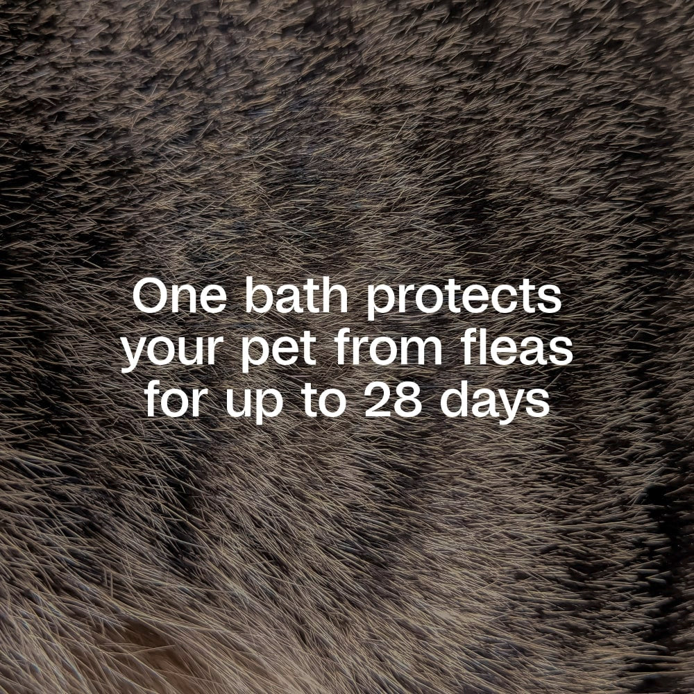 Adams Plus Flea & Tick Shampoo with Precor IGR for Dogs & Cats 12 oz.