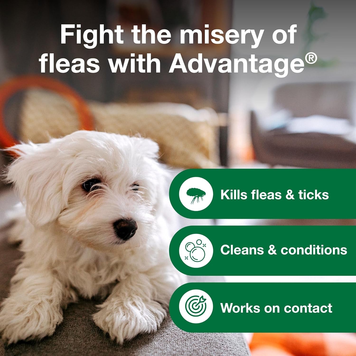 12 Oz Flea & Tick Shampoo for Puppies & Adult Dogs . - BIG FRENCHIES