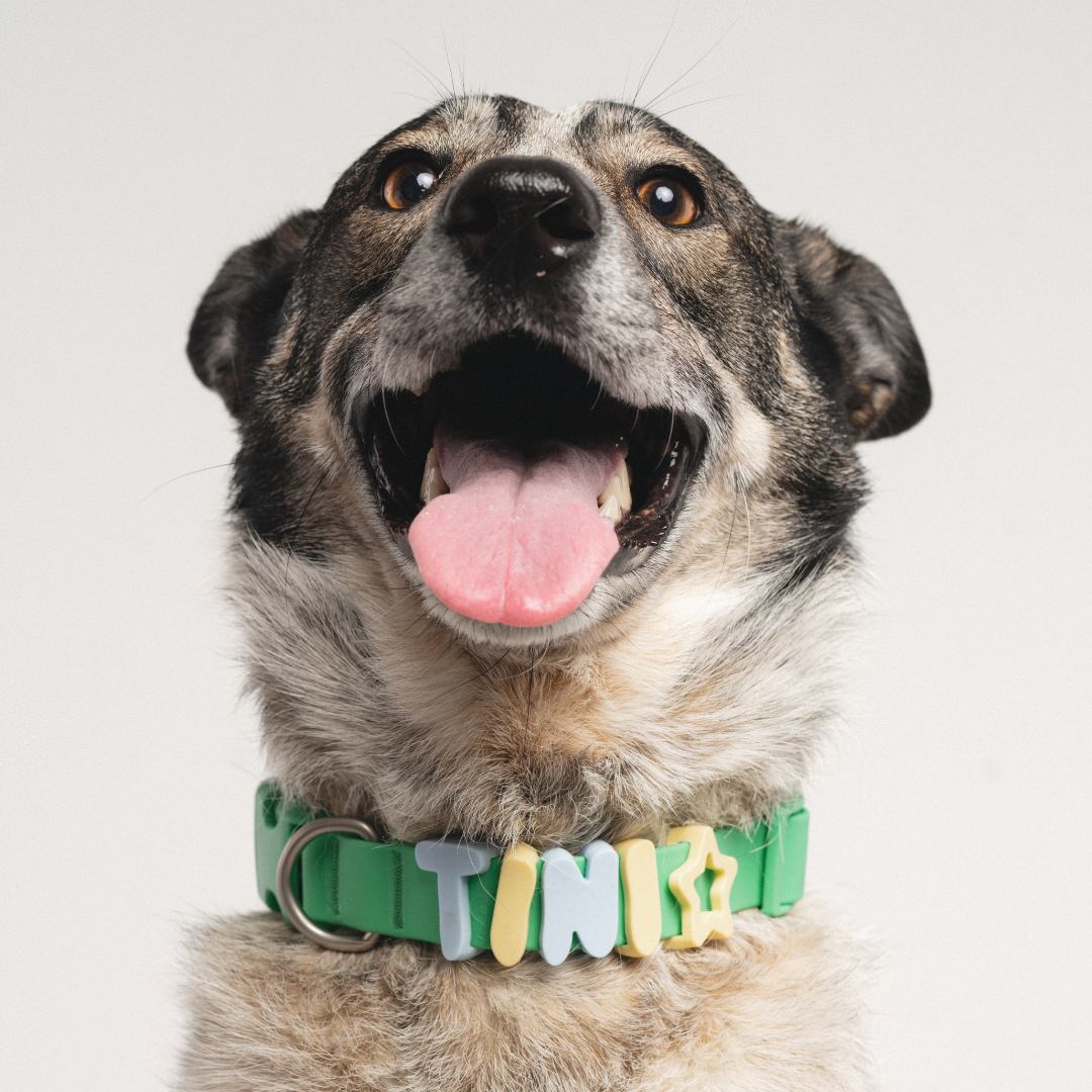 Waterproof Dog Collar - BIG FRENCHIES