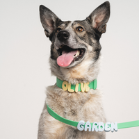 Waterproof Dog Collar - BIG FRENCHIES