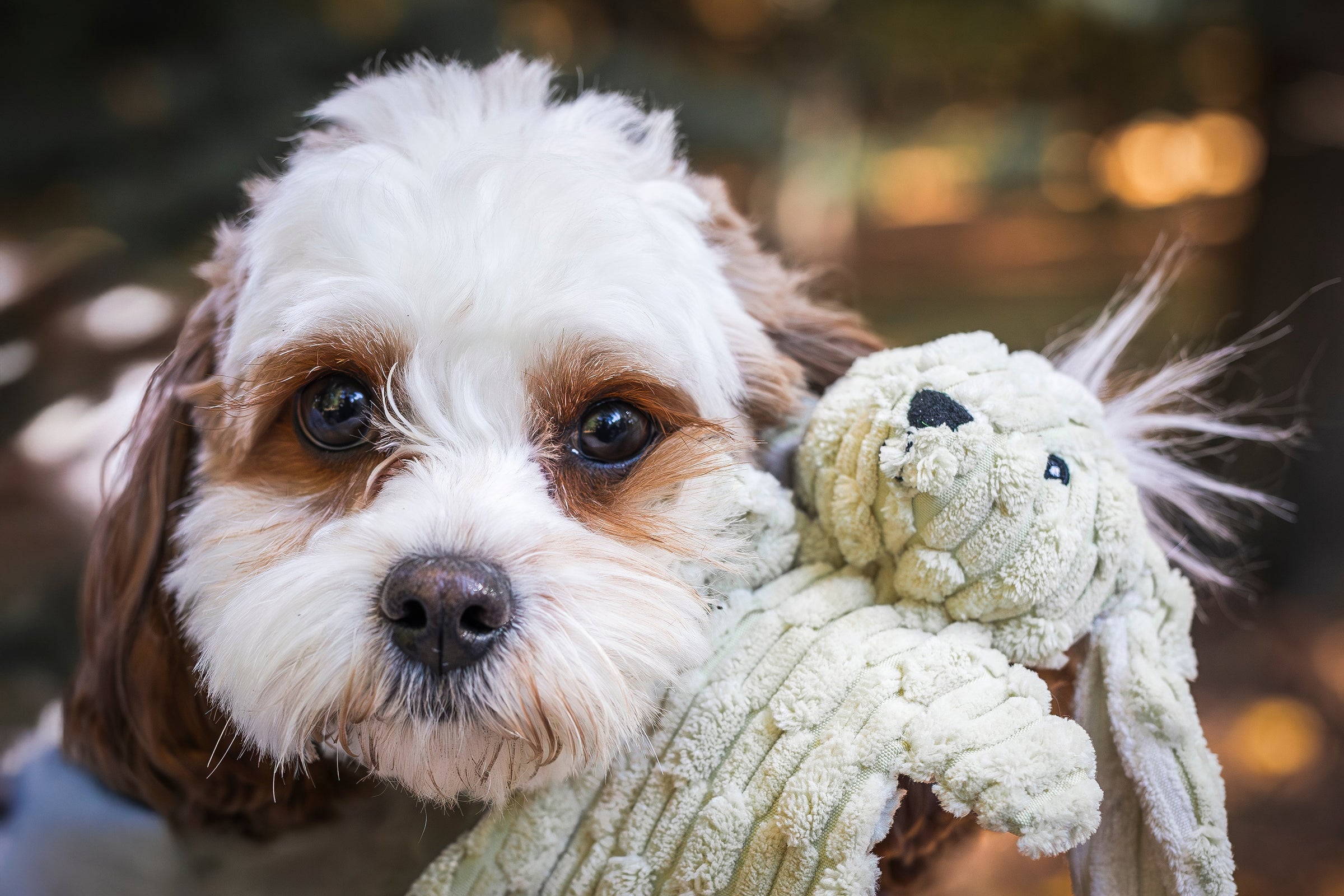 Barnyard HuggleFlatties™ Assorted Durable Plush Dog Toys (3pk) - BIG FRENCHIES