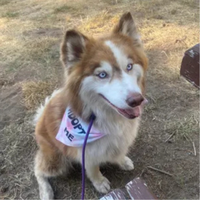 Adopt Me Tie Dye Dog Bandana Best Seller