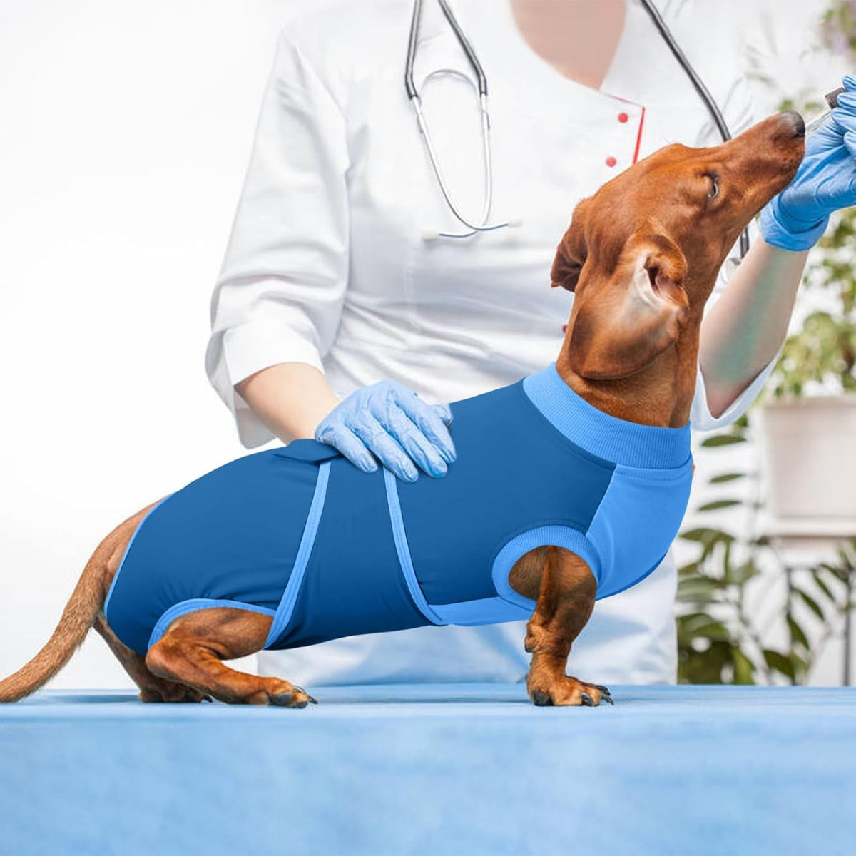 Female Dog Recovery Suit After Spay, XS–2XL