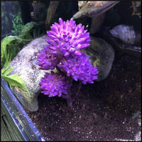 Reptile Plants Artificial - BIG FRENCHIES