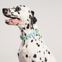 Waterproof Dog Collar - BIG FRENCHIES