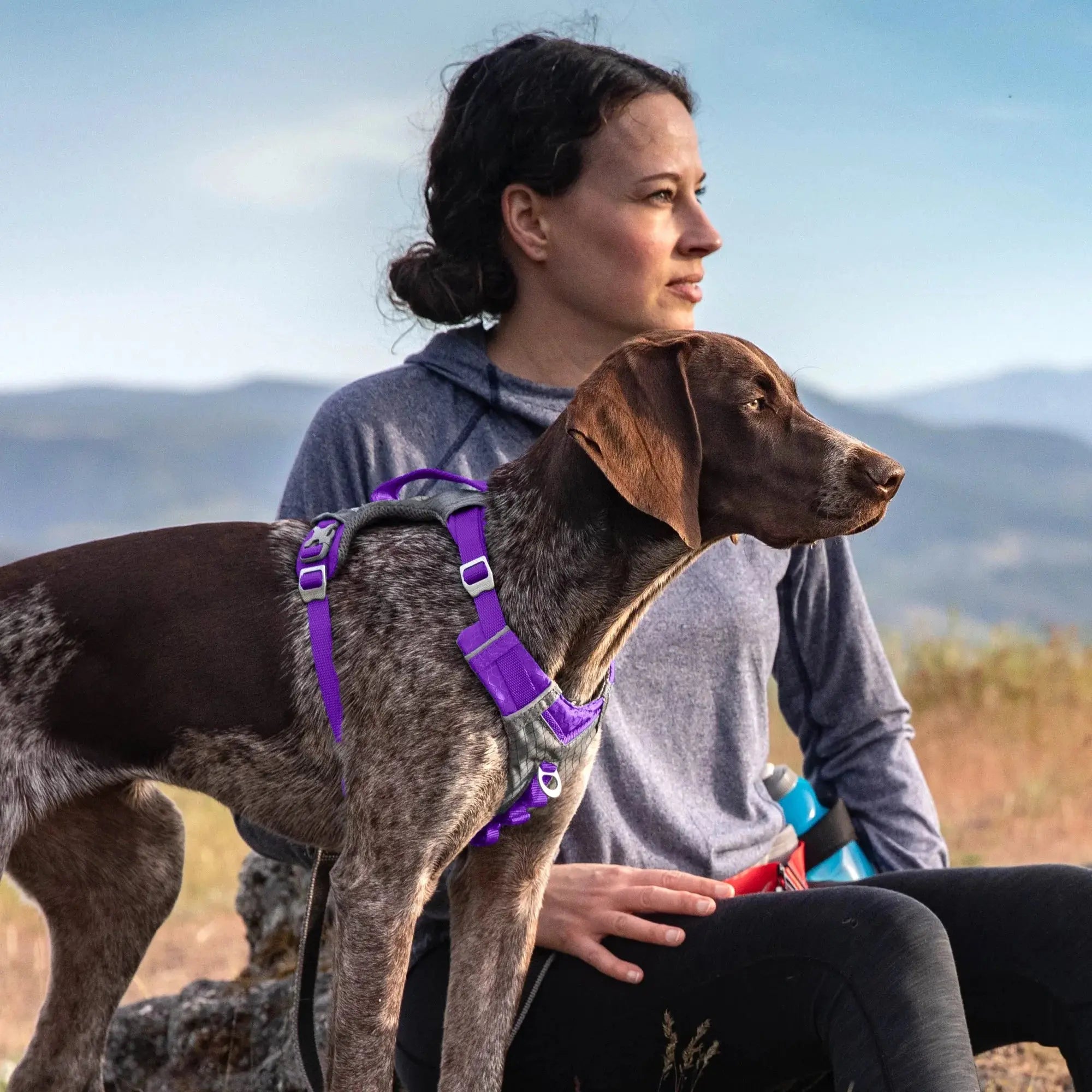 Journey Air Dog Harness, Reflective, Includes Control Handle, No Pull Front Clip - Purple, S