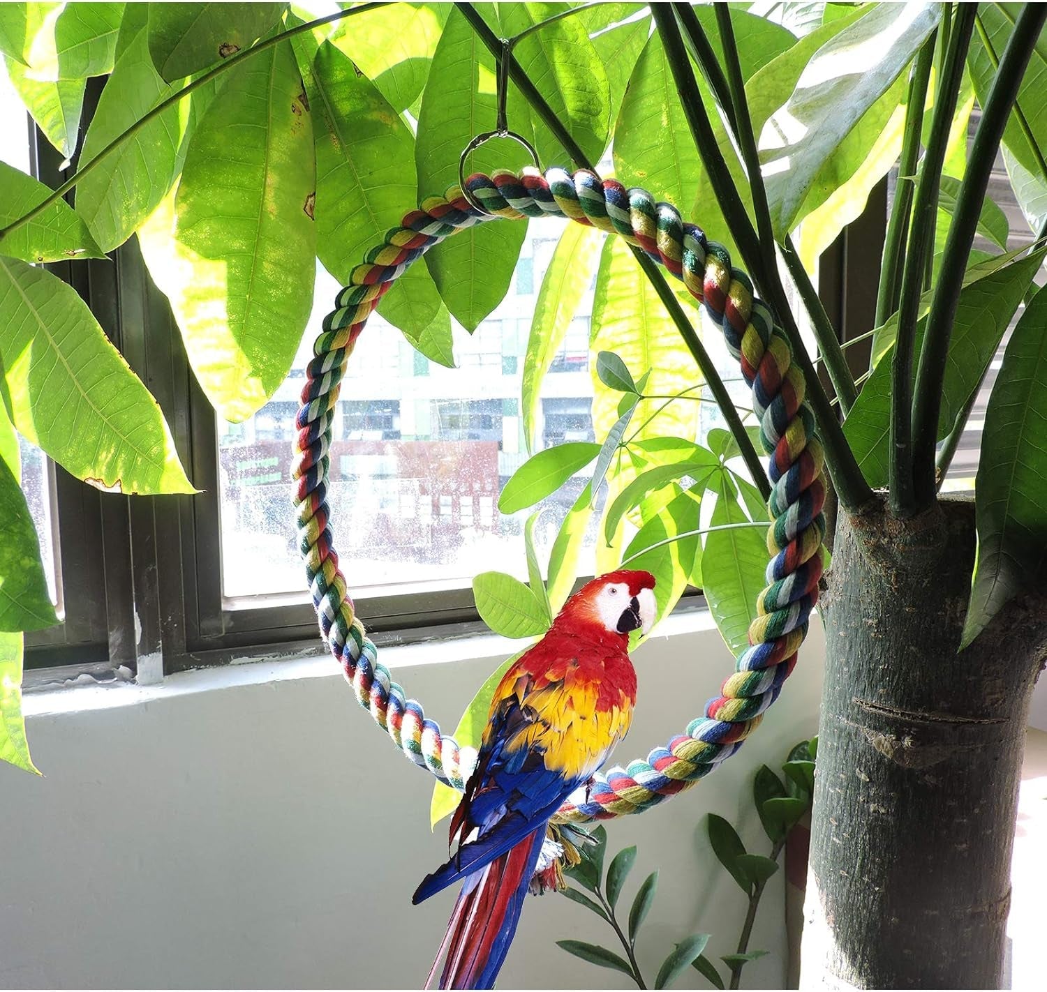 Bird Swing - BIG FRENCHIES