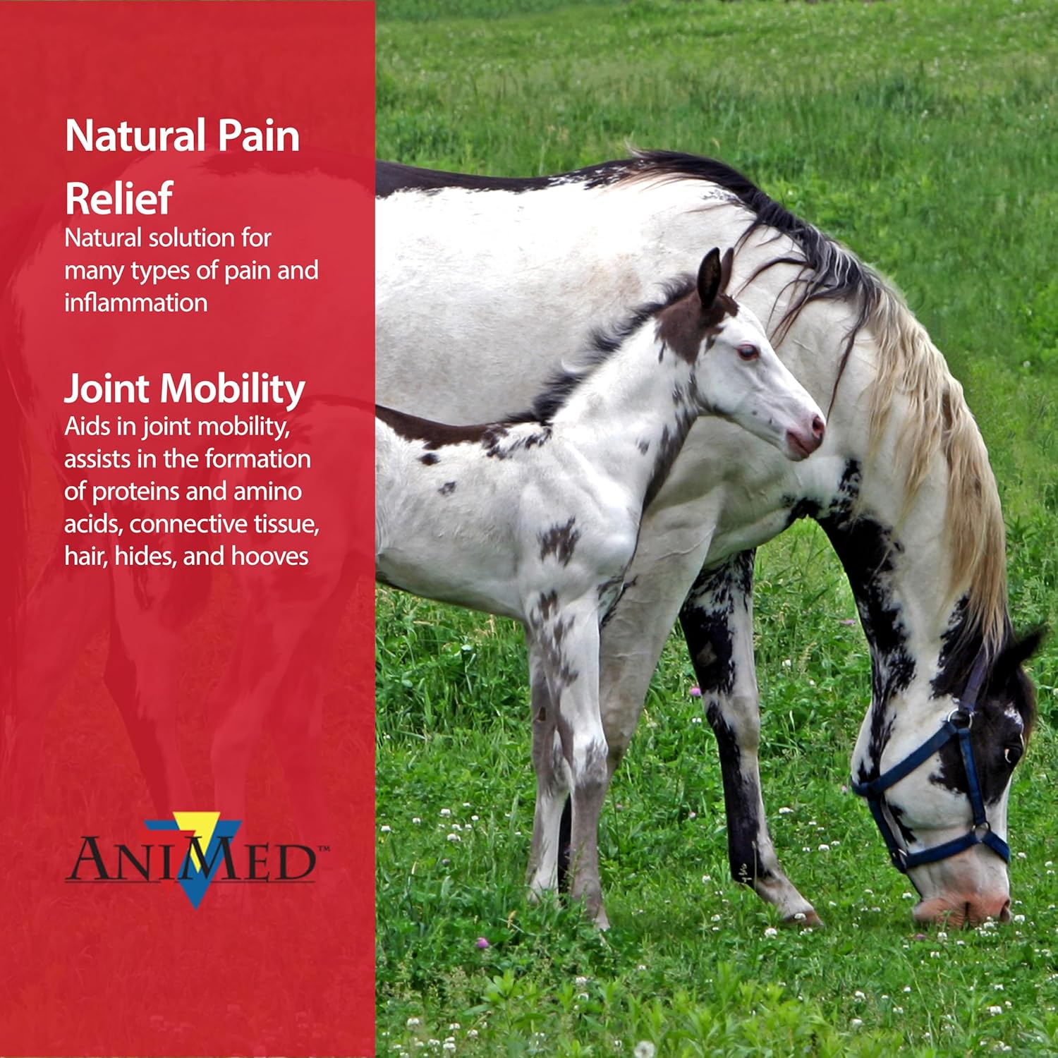 AniMed Pure MSM Horse Joint Supplement Horse Care Support USA Made 5lb.