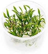 Cryptocoryne Lutea in Vitro Tissue Culture Cup