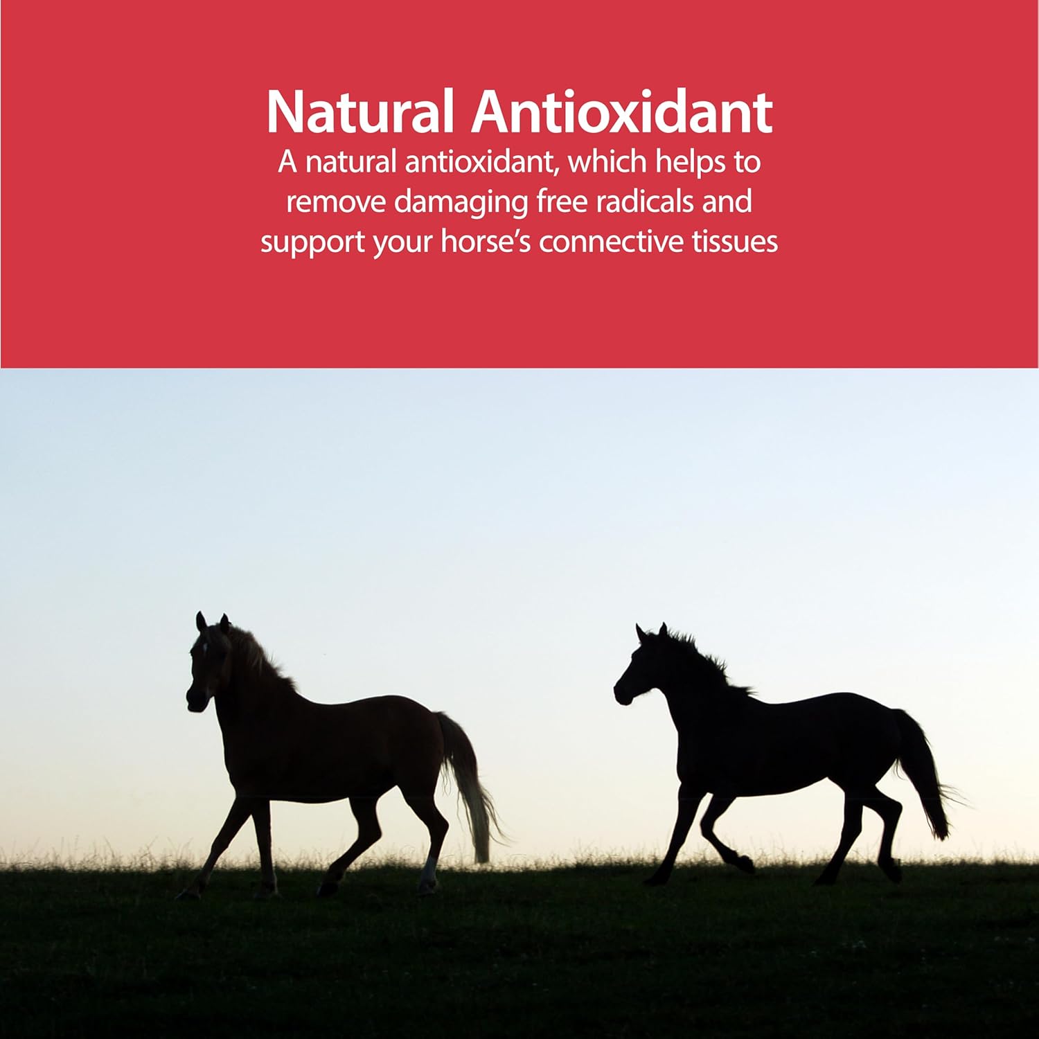 AniMed Pure MSM Horse Joint Supplement Horse Care Support USA Made 5lb.