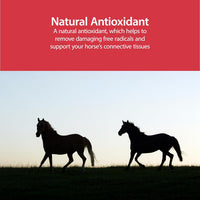 AniMed Pure MSM Horse Joint Supplement Horse Care Support USA Made 16 oz.