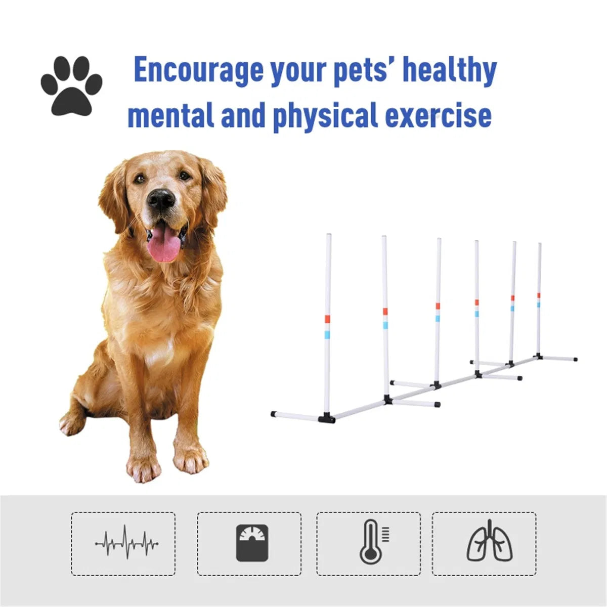 Dog Outdoor Exercise Training Set