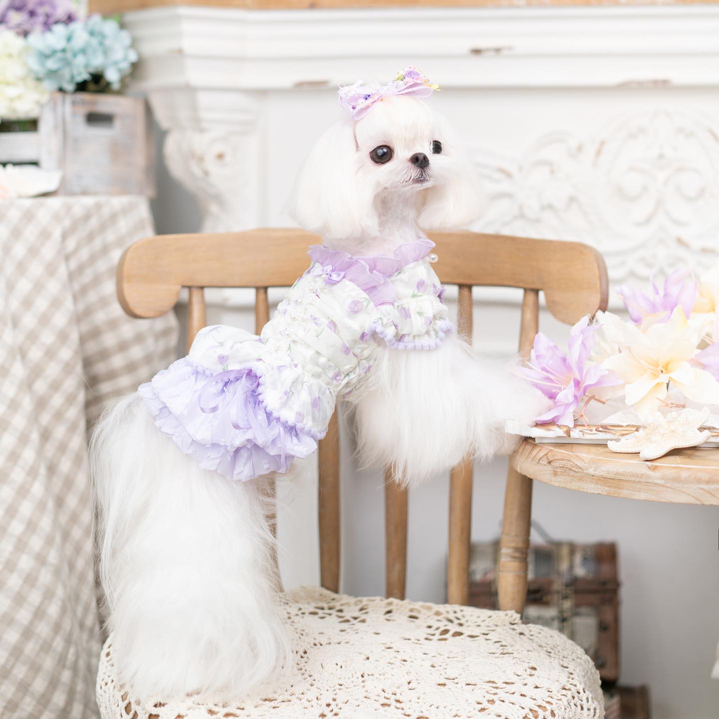 Luxury Japanese design Dog dress chiffon little bow floral