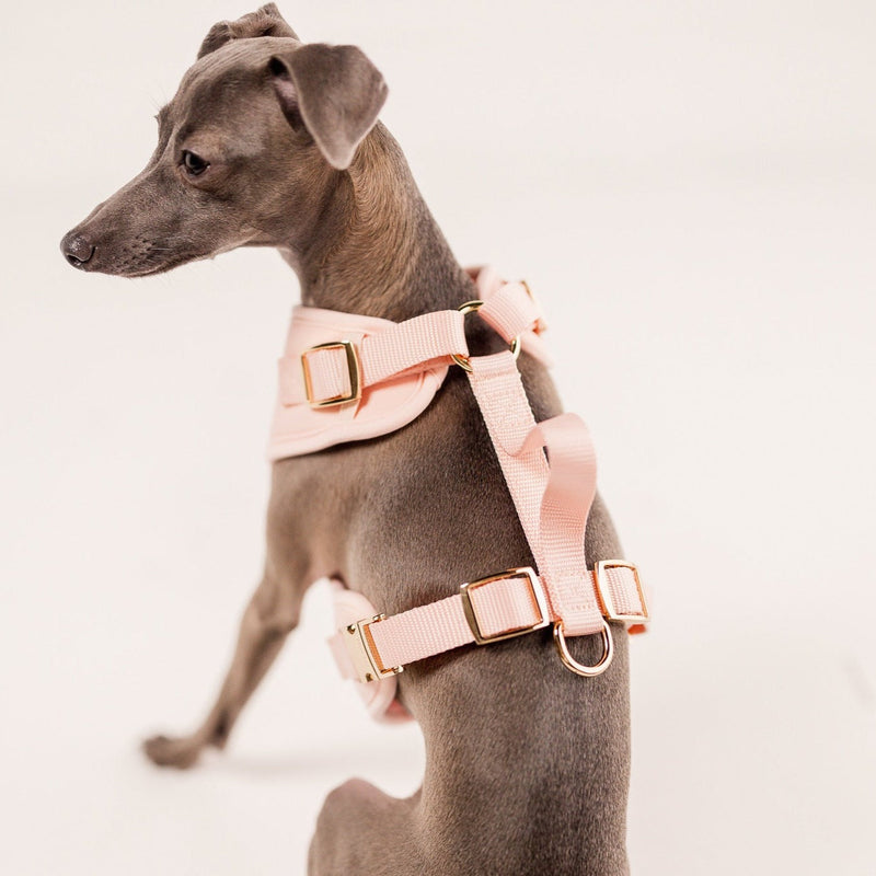 Elise Harness - Rose – BIG FRENCHIES