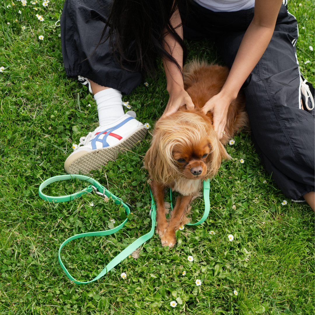 Waterproof Dog Leash - 5ft - BIG FRENCHIES