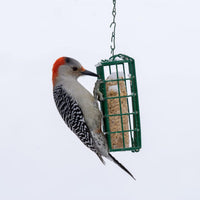 C&S Berry Suet Treat 11.75 oz Wild Bird Suet Cake Year-Round Cranberry Blend