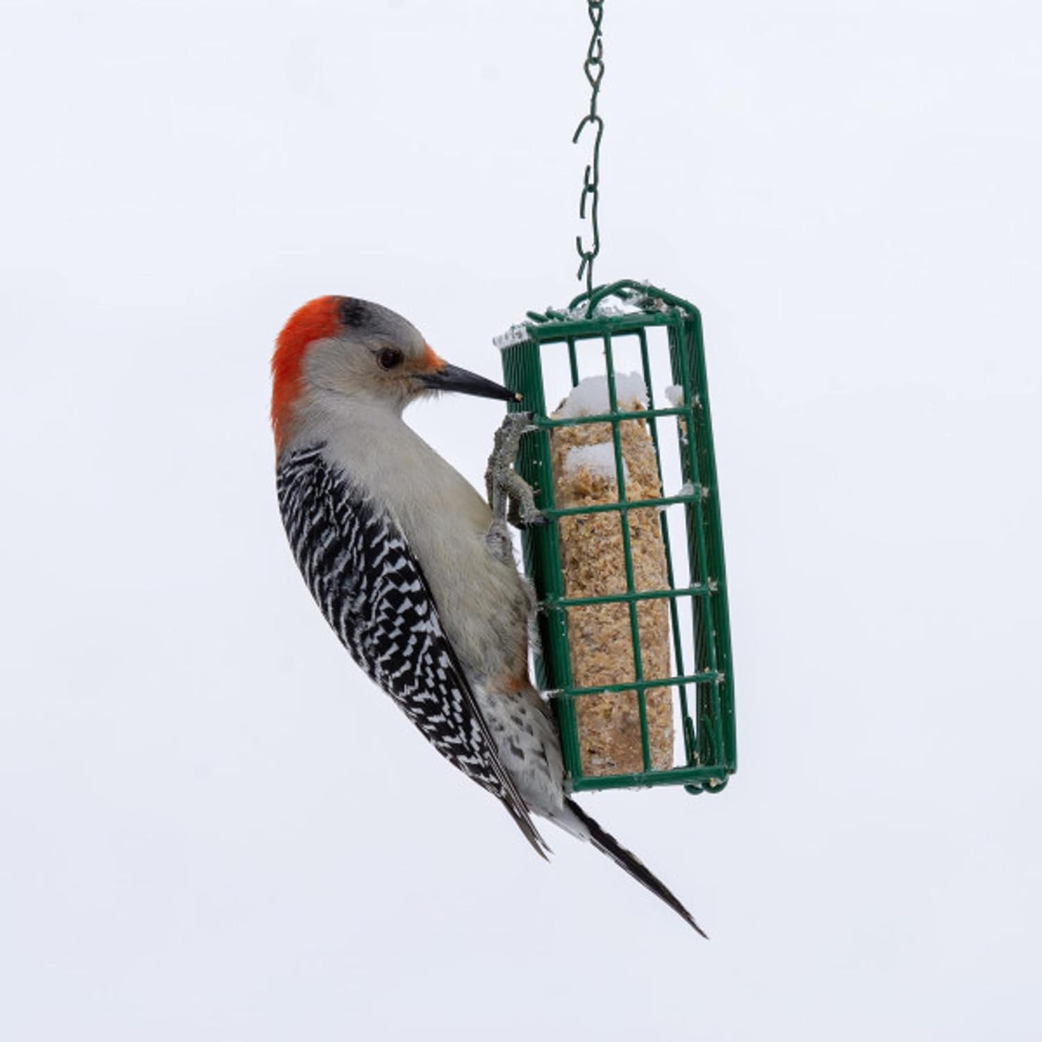 C&S Berry Suet Treat Bird Cake 11.75 oz & Large Suet Basket Feeder Combo