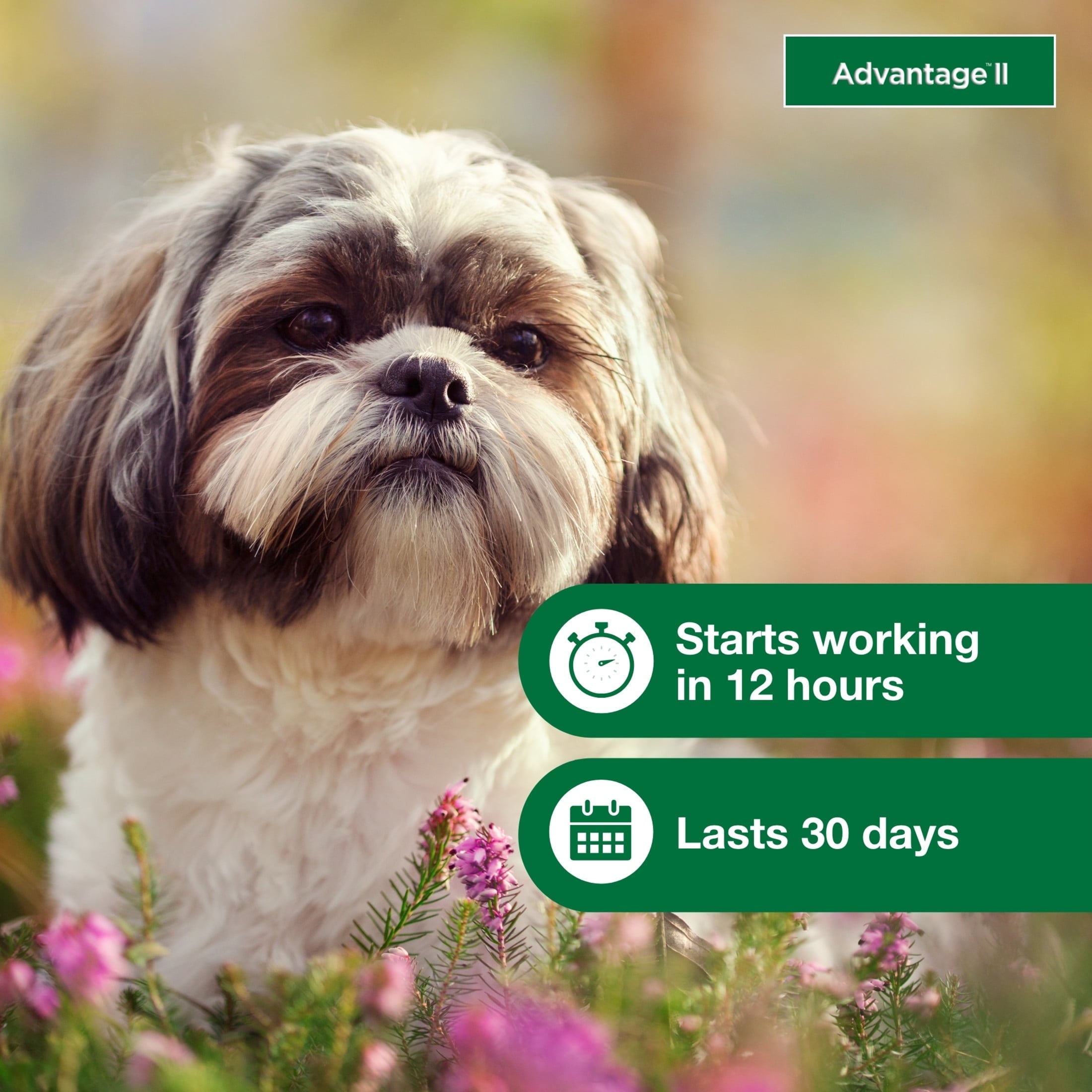 Vet-Recommended Flea Prevention for Small Dogs 3-10 Lbs, 6-Monthly Treatments - BIG FRENCHIES