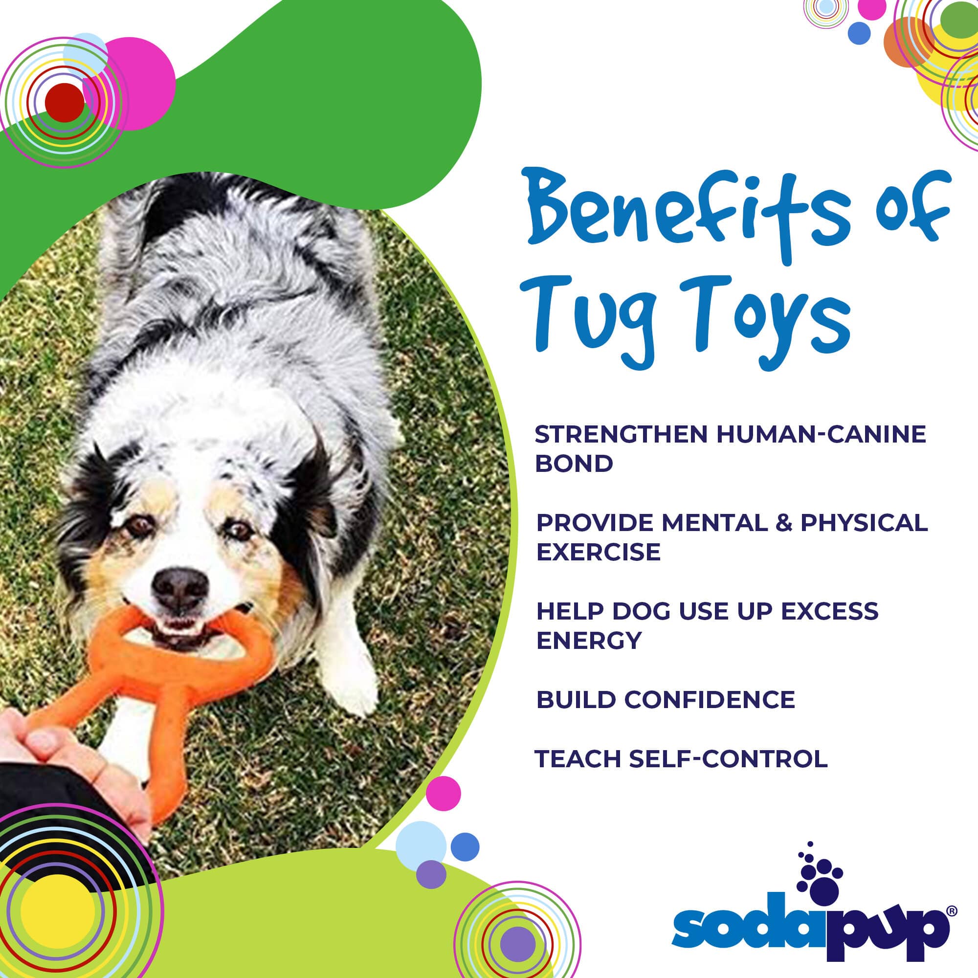 Pop Top Rubber Tug Toy for Interactive Play | Heavy Chewers | USA Made | SodaPup - BIG FRENCHIES