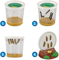 Insect Lore Butterfly Garden with Giant Birthday Card | 5 Live Baby Caterpillars | STEM Journal, Habitat, Chrys-A-Lid, Feeder | Raise and Release Painted Lady Butterflies