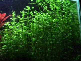 Potted Live Aquarium Plants | Freshwater Aquatic Plants for Aquariums (Moneywort, 3 Pack)
