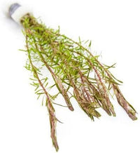 Live Aquarium Red Stem Plants - Freshwater Aquatic Plant for Fish Tanks, Aquascaping - (Rotala Wallichii, 4 Bunches)