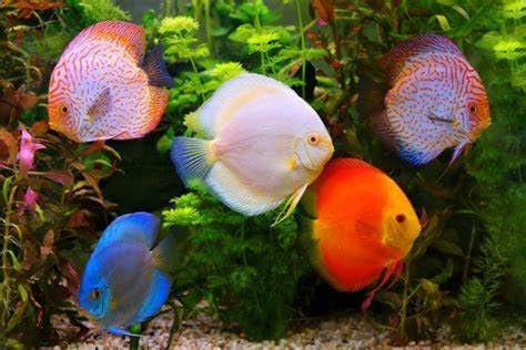 Aquatic Foods Inc. 12-Type Ultra Mix of 1mm, 2mm, 3mm Floating & Sinking California Blackworm and Intense Coloring Pellets for All Tropical Fish & Pond Fish...1/2-lb Bag
