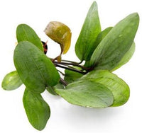 Echinodorus Big Bear Sword Live Plant for Freshwater Aquariums, Natural Fish Tank Decorations, and Aquatic Decor (1 Pot (2-3 Plants))