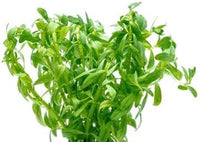 Live Aquarium Stem Plants - Freshwater Aquatic Plant for Fish Tanks, Aquascaping - (Staurogyne Sp. Porto Velho, 1 Pot)