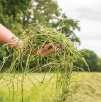 Blue Mountain Hay | Fresh Timothy Hay (5 Pounds) | Great for All Ages | High-Altitude Hay Pet Food for Rabbits, Guinea Pigs, Chinchillas, Hamsters, and Other Small Pets