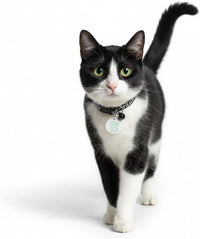 Compatible with Sureflap Surefeed Microchip RFID Collar Tags Disc Key - image 3