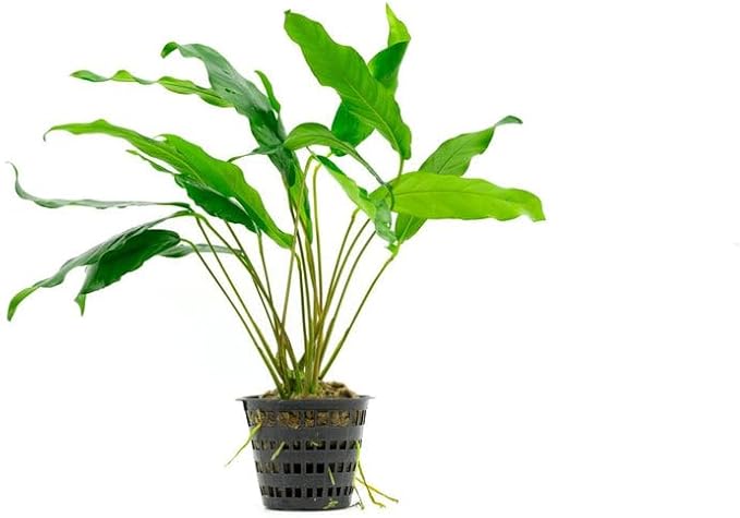 Anubias Live Aquarium Plants - Potted Freshwater Plant for Fish Tanks, Terrariums - Beginner Friendly Low Light (Minima, Mother Plant)
