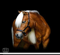 Leather Mini or Suckling Foal Size Horse Halter | Brown Leather with Solid Brass Hardware | Adjustable Chin, Double Stitched, Double Buckle Crown.