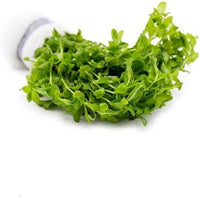Live Aquarium Stem Plants - Freshwater Aquatic Plant for Fish Tanks, Aquascaping - (Pearl Weed Hemianthus Micranthemoides, 1 Bunch)