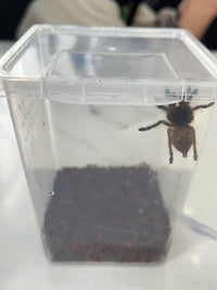 Small Reptile breeding Box Spider Terrarium freeding Box for arboreal Tarantula Scorpion Sling Lizards Mantis Jumping Spider Snail Insect Isopods Terrariums Breeding Box (4high+4small)