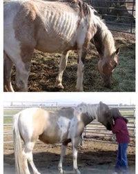 Super Weight Gain 40 lb, Equine Vitamin Mineral, Probiotic & Weight Gain Supplement