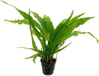 Potted Microsorum Plants - Java Fern | Live Freshwater Aquatic Plants for Aquariums and Terrariums - Low Light, Low Maintenance Plants. (Potted Microsorum Broad)