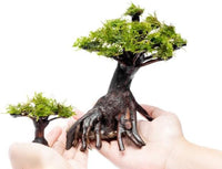 Live Aquarium Plants on Driftwood, Lava Rock, Moss, Fiber Mat - Freshwater Fish Tanks - Easy, Beginner Friendly (Moss on Bonsai Tree, (Medium))