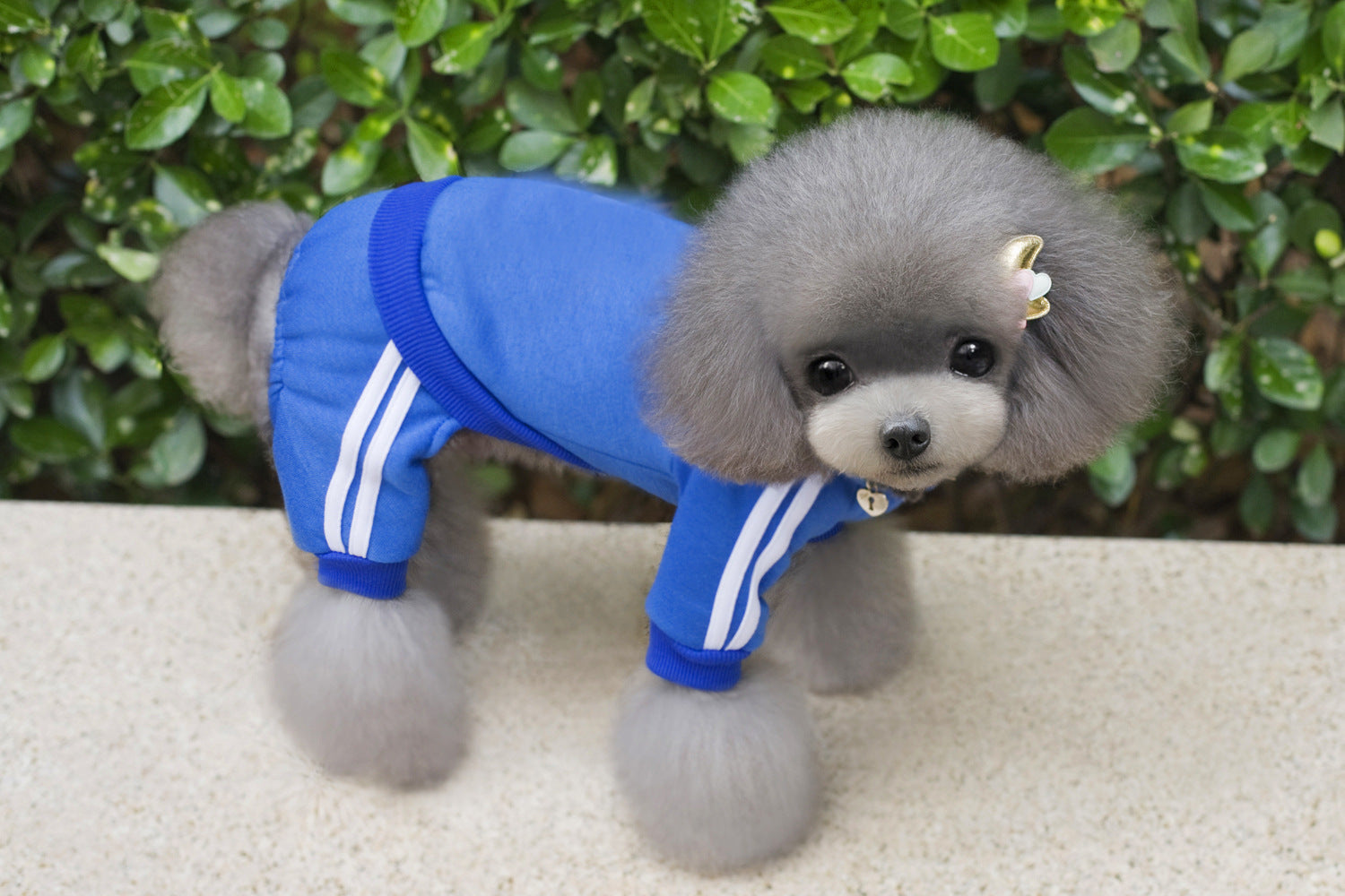 Pet Dog Jumpsuit for Small Medium Dogs - BIG FRENCHIES