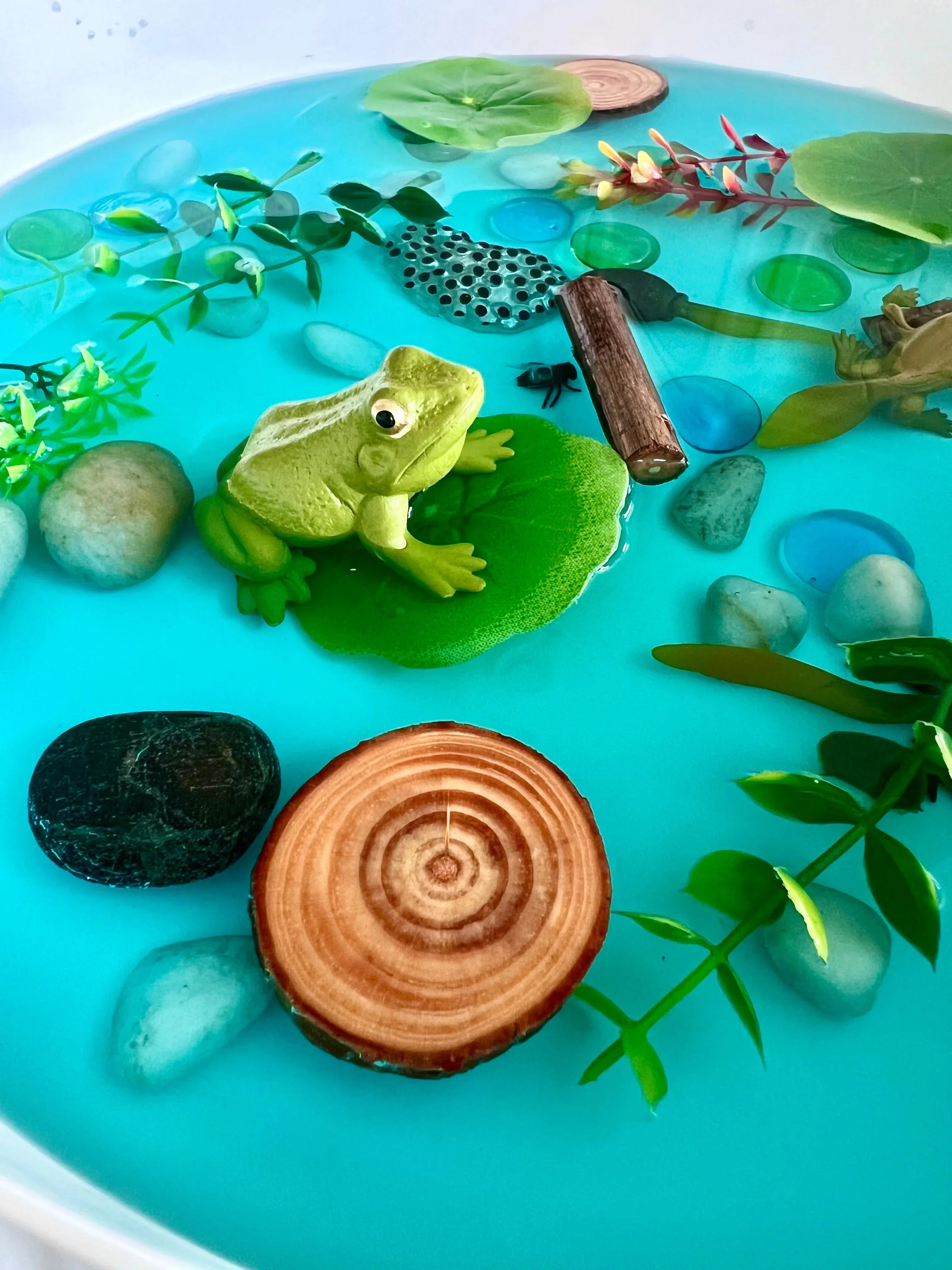 Pond Life Cycle Sensory Kit And Water Play - BIG FRENCHIES