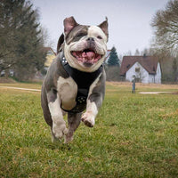 The ''Style'' harness Black