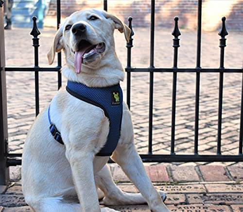EcoBark Navy Dog Harness - Over-the-Head Soft Mesh Dog Vest Halter for Small to Medium Dogs and Puppies - BIG FRENCHIES