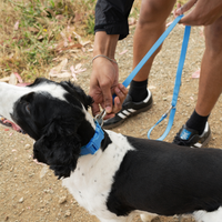 Waterproof Dog Collar - BIG FRENCHIES